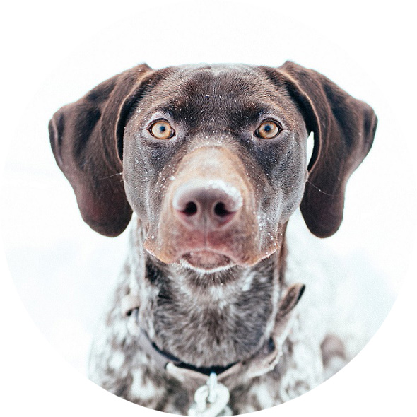 New Hampshire Photographer | Winter with a&nbsp;Puppy