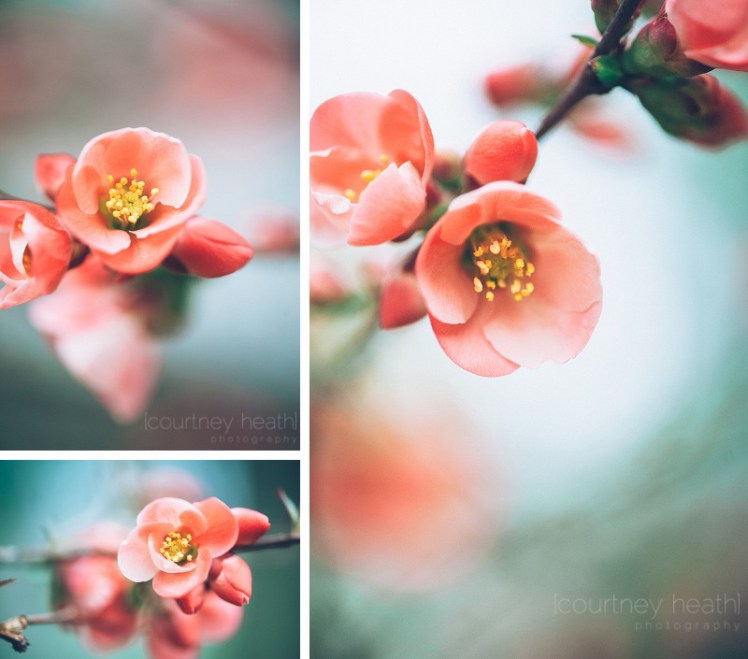 Spring flowers macro